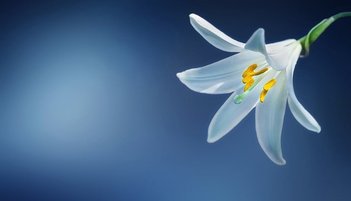 La biodiversité est la thématique la plus importante après le changement climatique